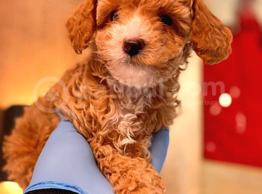 Red Toy Poodle Bebekler görsel