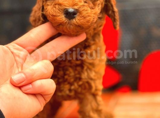 Red Toy Poodle Bebekler görsel