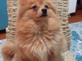 12 Aylık Spitz Yavrumuz