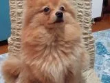 12 Aylık Spitz Yavrumuz