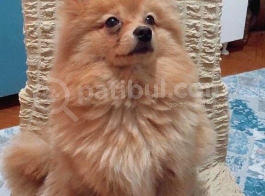 12 Aylık Spitz Yavrumuz görsel