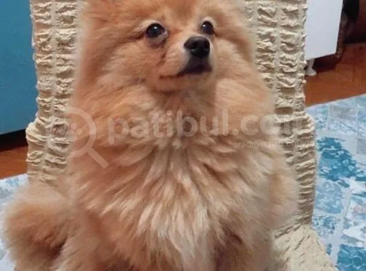 12 Aylık Spitz Yavrumuz