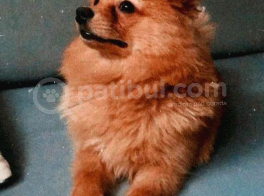 12 Aylık Spitz Yavrumuz görsel