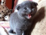 Scottish Fold Yeterince Anne Sütü Almış Kedimi Sahiplendiriyorum