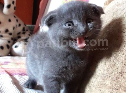 Scottish Fold Yeterince Anne Sütü Almış Kedimi Sahiplendiriyorum görsel
