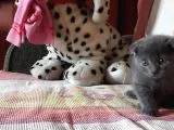 Scottish Fold Yeterince Anne Sütü Almış Kedimi Sahiplendiriyorum