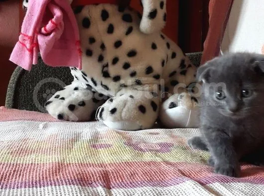 Scottish Fold Yeterince Anne Sütü Almış Kedimi Sahiplendiriyorum