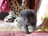 Scottish Fold Yeterince Anne Sütü Almış Kedimi Sahiplendiriyorum