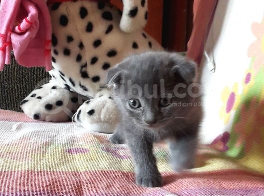 Scottish Fold Yeterince Anne Sütü Almış Kedimi Sahiplendiriyorum görsel