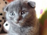 Scottish Fold Yeterince Anne Sütü Almış Kedimi Sahiplendiriyorum