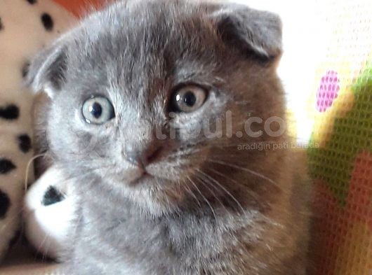 Scottish Fold Yeterince Anne Sütü Almış Kedimi Sahiplendiriyorum görsel