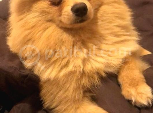 12 Aylık Spitz Yavrumuz görsel
