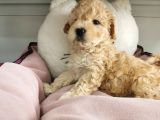 Poodle Değil Maltipoo