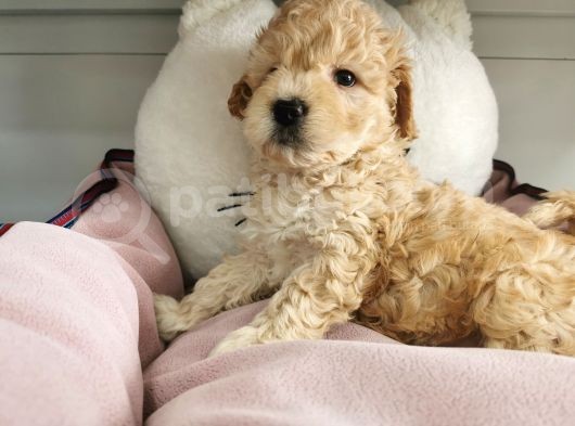 Poodle Değil Maltipoo görsel