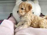 Poodle Değil Maltipoo