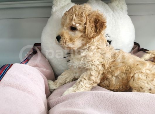 Poodle Değil Maltipoo görsel