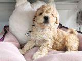 Poodle Değil Maltipoo