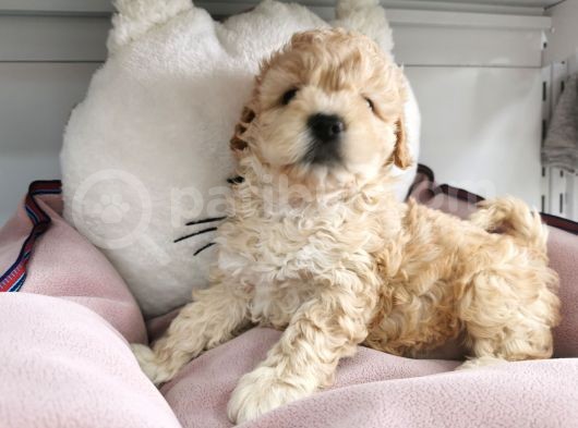 Poodle Değil Maltipoo görsel