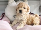 Poodle Değil Maltipoo