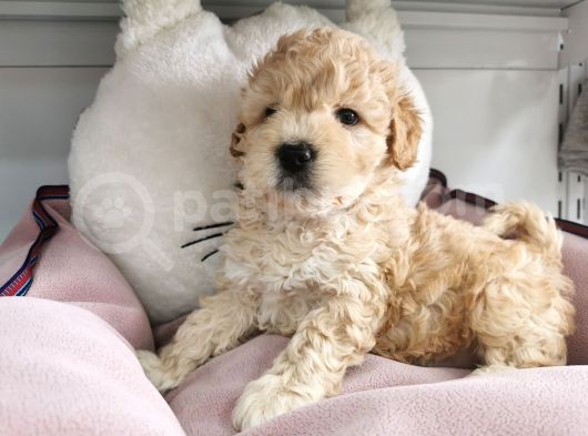 Poodle Değil Maltipoo görsel