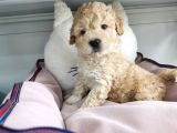 Poodle Değil Maltipoo