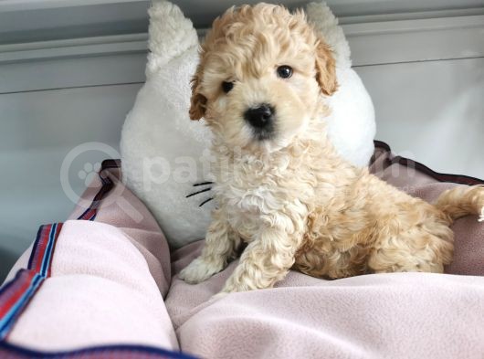Poodle Değil Maltipoo görsel