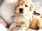 Poodle Değil Maltipoo