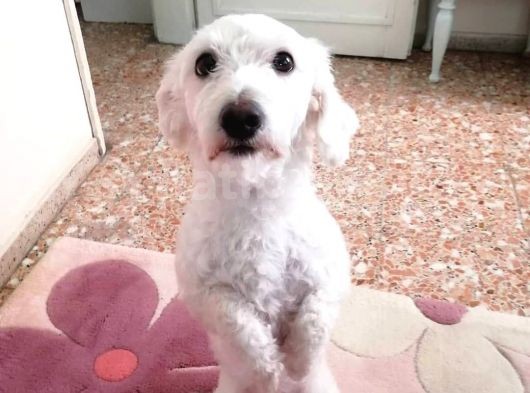 Çakıl Köpeği̇m Kayıp görsel