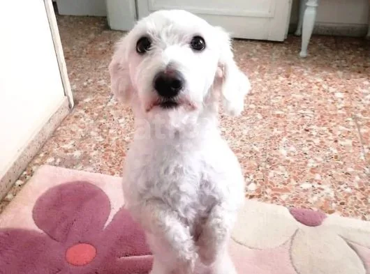 Çakıl Köpeği̇m Kayıp