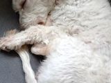 Çakıl Köpeği̇m Kayıp