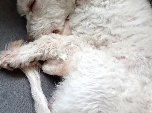 Çakıl Köpeği̇m Kayıp görsel