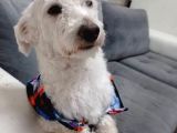 Çakıl Köpeği̇m Kayıp