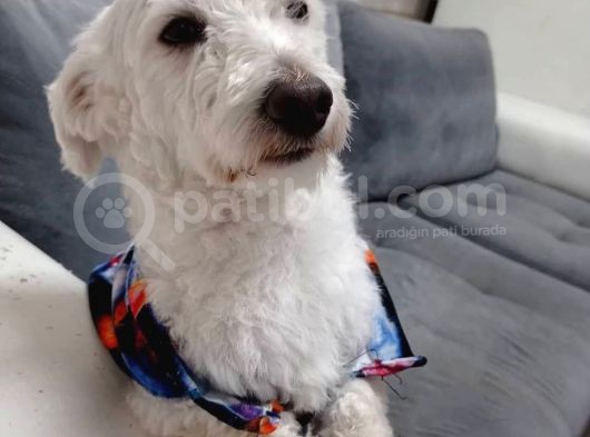 Çakıl Köpeği̇m Kayıp görsel
