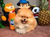 Tüy Dökülmesi Az Olan Pomeranian Yavrularımız