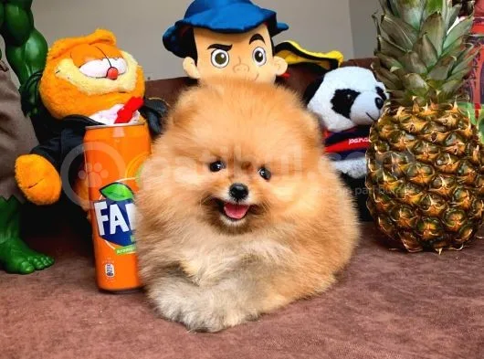 Tüy Dökülmesi Az Olan Pomeranian Yavrularımız