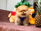 Tüy Dökülmesi Az Olan Pomeranian Yavrularımız