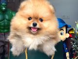 Tüy Dökülmesi Az Olan Pomeranian Yavrularımız
