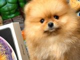Tüy Dökülmesi Az Olan Pomeranian Yavrularımız