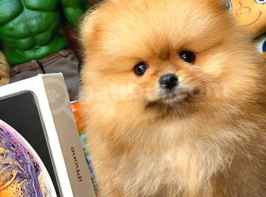 Tüy Dökülmesi Az Olan Pomeranian Yavrularımız görsel
