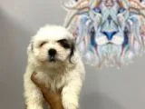 Orj. Babyface Morkie Bebeklerimiz