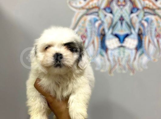 Orj. Babyface Morkie Bebeklerimiz görsel