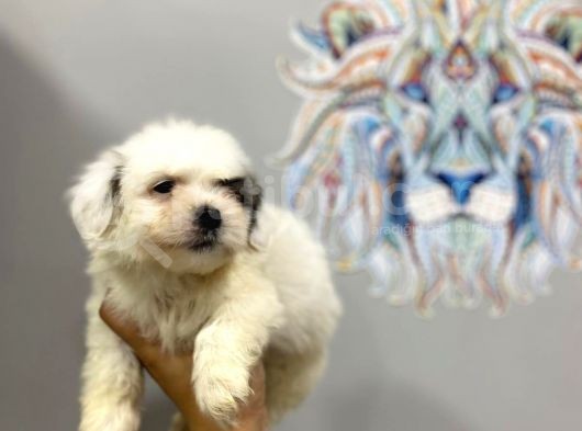 Orj. Babyface Morkie Bebeklerimiz görsel