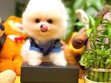 Çocuklarla Anlaşabilen En İyi Irk Pomeranian Yavrularımız