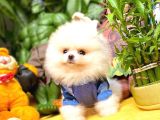 Çocuklarla Anlaşabilen En İyi Irk Pomeranian Yavrularımız