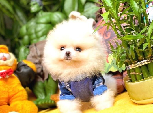 Çocuklarla Anlaşabilen En İyi Irk Pomeranian Yavrularımız görsel