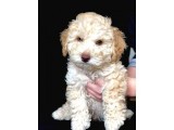 Yemyeşil Gözlü Poodle Yavrumuz Microchiplidir