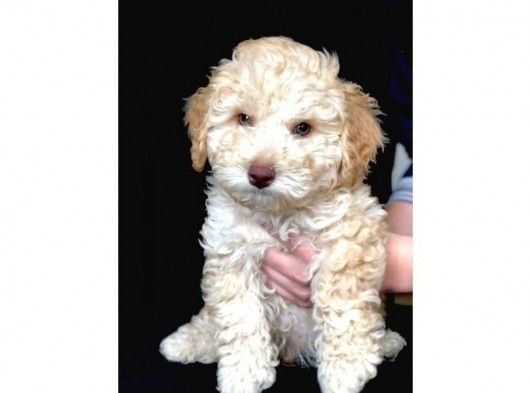 Yemyeşil Gözlü Poodle Yavrumuz Microchiplidir görsel