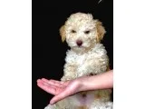 Yemyeşil Gözlü Poodle Yavrumuz Microchiplidir