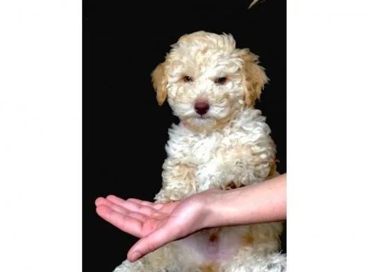 Yemyeşil Gözlü Poodle Yavrumuz Microchiplidir