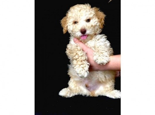 Yemyeşil Gözlü Poodle Yavrumuz Microchiplidir görsel